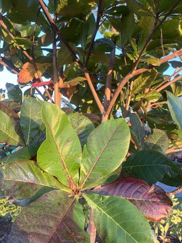 Fresh almond leaves - fresh, organic